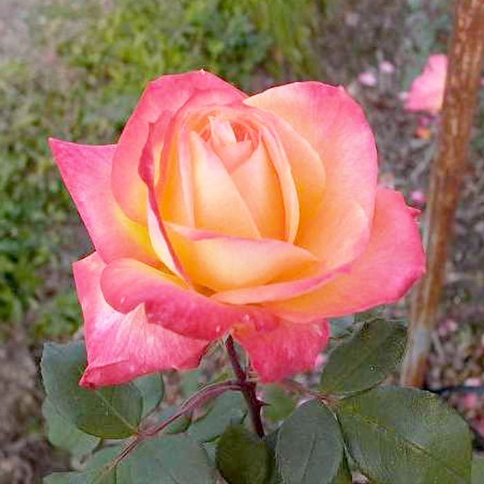 四季咲き 大輪 『 シャーコック 』 2年生 接ぎ木苗 （ ハイブリット