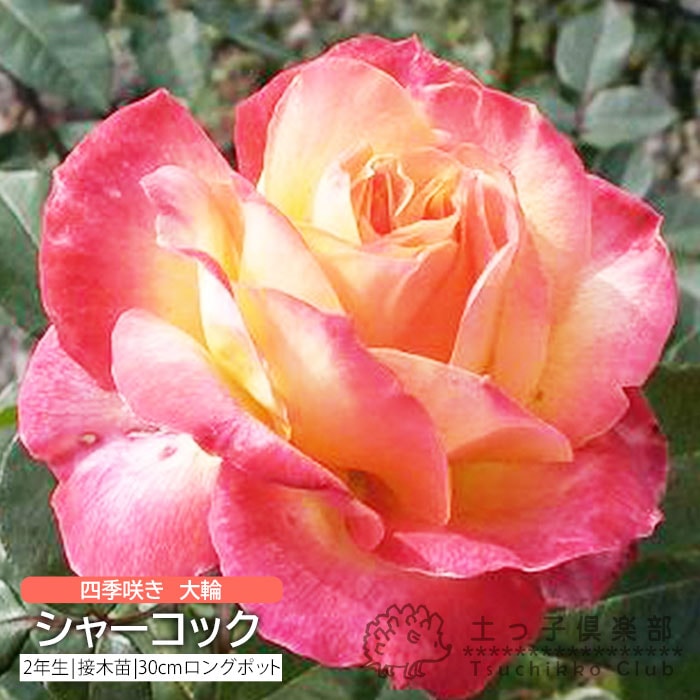 四季咲き 大輪 『 シャーコック 』 2年生 接ぎ木苗 （ ハイブリット