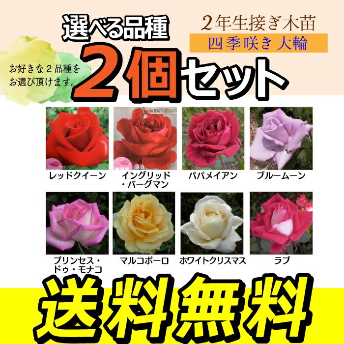 バラ接ぎ木苗 マリーローズ 切り花廃番品種 Yahoo!オークション -バラ