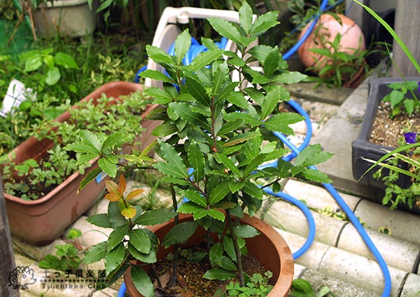 月桂樹 （ ローレル ） 21cmポット 大苗 | 五十音順（品種名）,［ラ