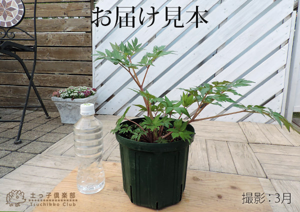 日本山人参 『 ヒュウガトウキ （ 日向当帰 ） 』 6号スリット鉢植え