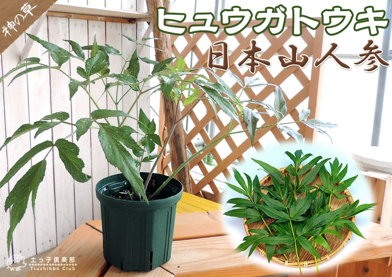 日本山人参 『 ヒュウガトウキ （ 日向当帰 ） 』 6号スリット鉢植え