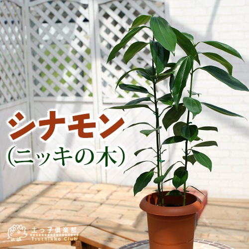 シナモン （ ニッキの木 ）7号鉢植え | 五十音順（品種名）,［サ］行