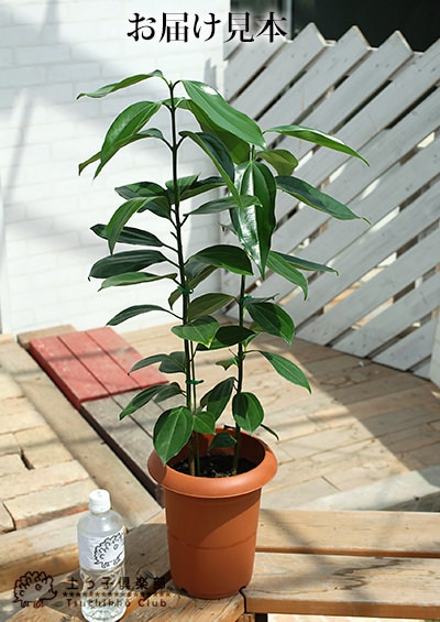 【B級品/大型観葉植物】シナモンの香りが魅力♪シナモンセイロンニッケイ10号鉢① B級品/大型観葉植物】シナモンの香りが魅力♪シナモンセイロンニッケイ