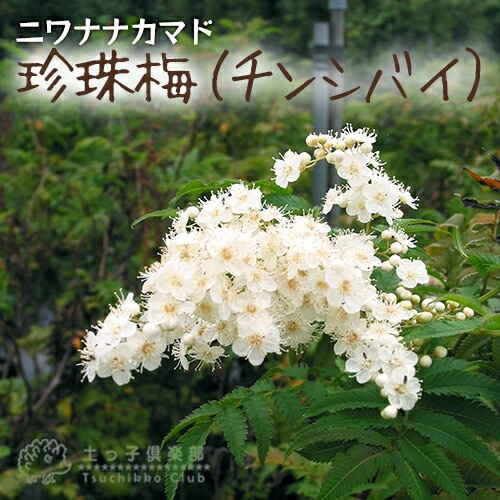 珍珠梅 （ チンシバイ ）『 ニワナナカマド 』 6号鉢植え | 五十音順