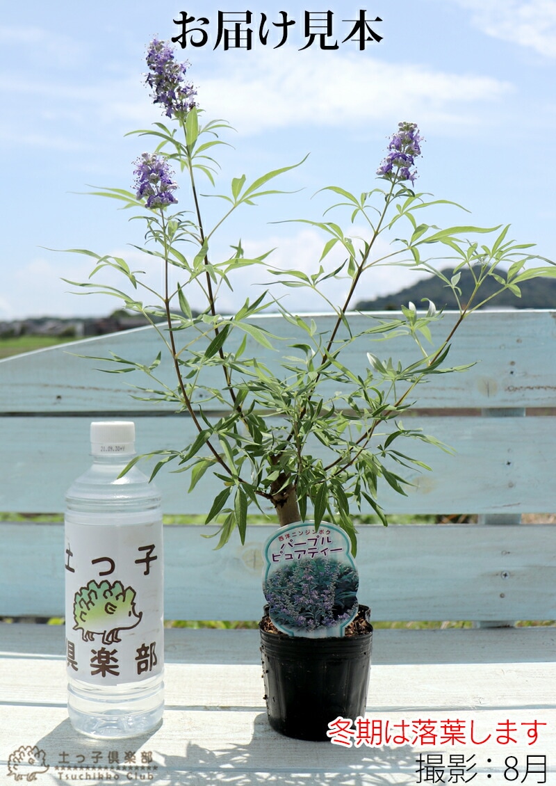 チョウセンニンジン木 苗木