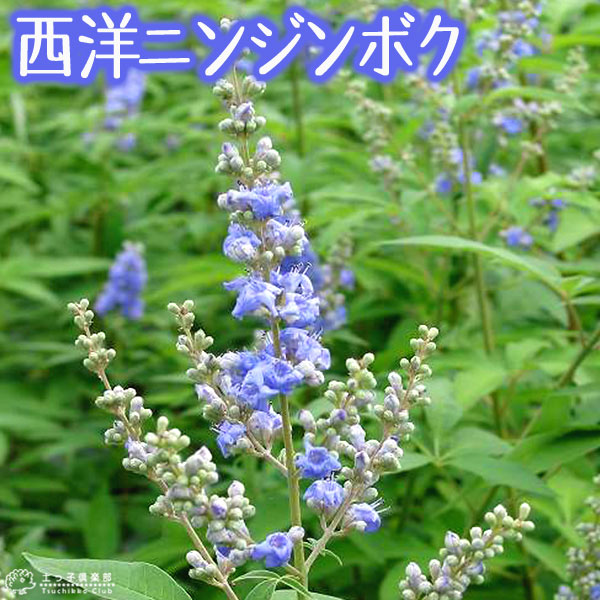 西洋ニンジンボク （ チェストツリー ） 9cmポット苗 | その他