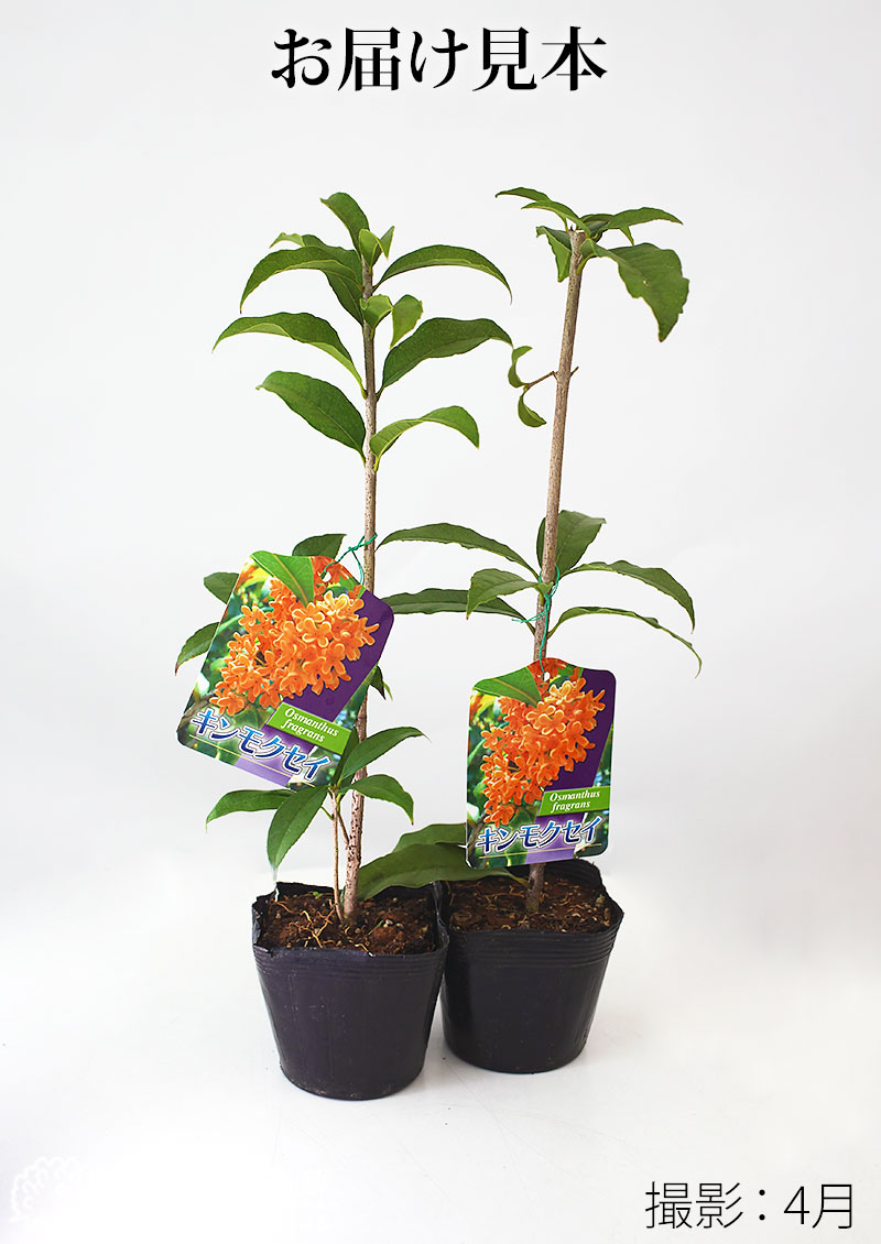 キンモクセイ （ 金木犀 ） 10.5cmポット苗 【 2個セット 】 | 見ごろ