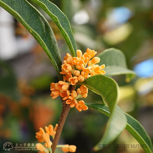 キンモクセイ （ 金木犀 ） 10.5cmポット苗 【 2個セット 】 | 見ごろ