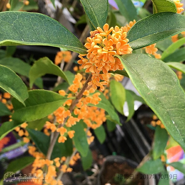 金木犀 キンモクセイ （ 金木犀 ） 15cmポット苗 | 見ごろ・収穫の時期,秋