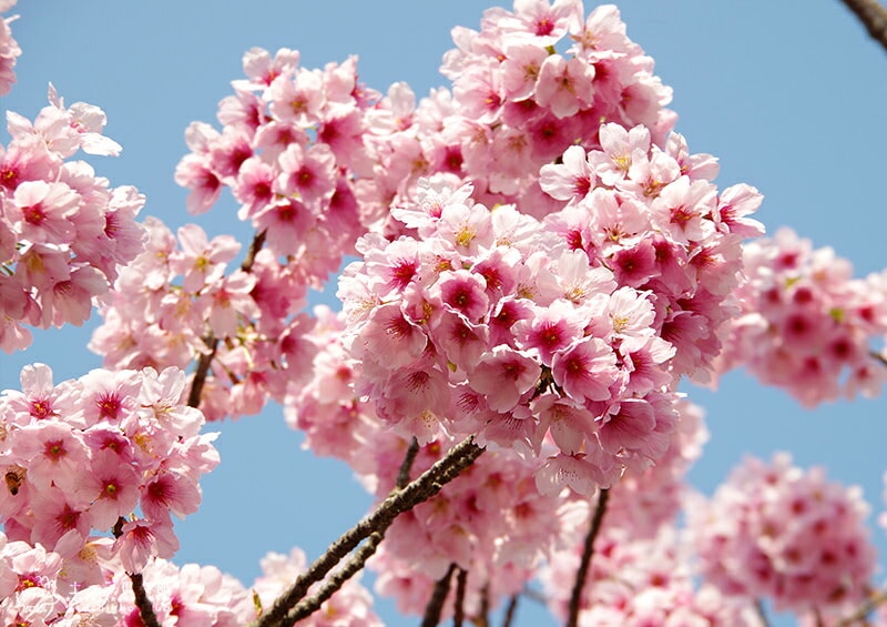 桜 『 陽光 』 接ぎ木 10.5cmポット 苗木 | 苗の種類,花木,サクラ | 【公式】土っ子倶楽部オンラインショップ