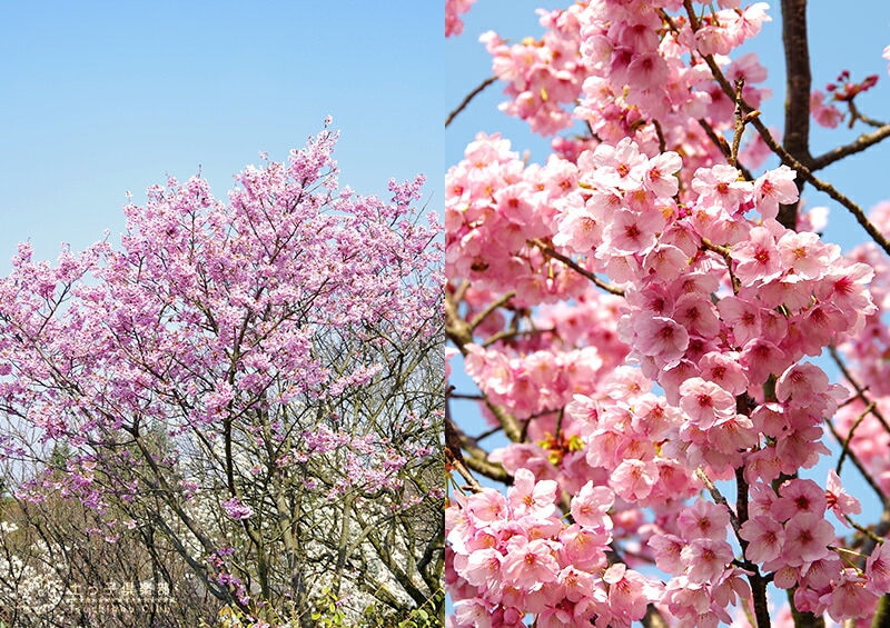 桜 『 陽光 』 接ぎ木 10.5cmポット 苗木 | 苗の種類,花木 桜 『 陽光 』 接ぎ木 10.5cmポット 苗木 | 苗の種類,花木