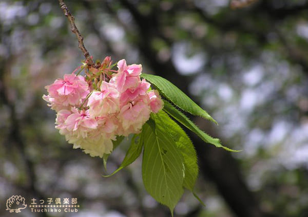 鬱金桜 さくら苗木
