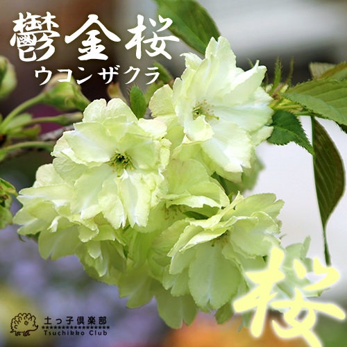 黄桜『鬱金桜（ウコンザクラ）』 15cmポット苗 | 五十音順（品種