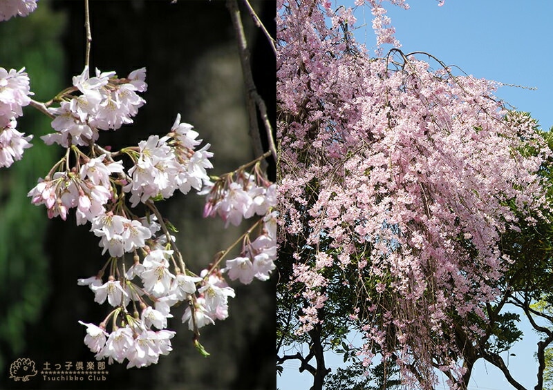 桜『 しだれ桜 』 接ぎ木 12cmポット苗 一重 （ 紅しだれ ） | 五十音順（品種名）,[ハ]行 | 【公式】土っ子倶楽部オンラインショップ