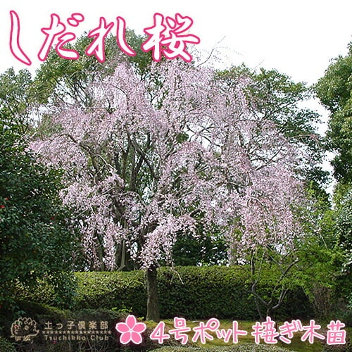 桜『 しだれ桜 』 接ぎ木 12cmポット苗 一重 （ 紅しだれ ） | 五十音順（品種名）,[ハ]行 | 【公式】土っ子倶楽部オンラインショップ