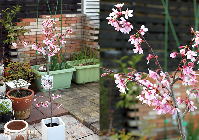 桜 『 プリンセス雅 ( 雅桜 )』 接ぎ木 10.5cmポット 苗木 桜 『 プリンセス雅 ( 雅桜 )』 接ぎ木 10.5cmポット 苗木