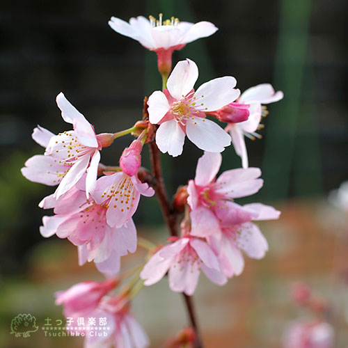 桜 『 プリンセス雅 ( 雅桜 )』 接ぎ木 10.5cmポット 苗木 桜 『 プリンセス雅 ( 雅桜 )』 接ぎ木 10.5cmポット 苗木