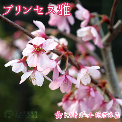 桜 『 プリンセス雅 （ 雅桜 ）』 接ぎ木 10.5cmポット 苗木