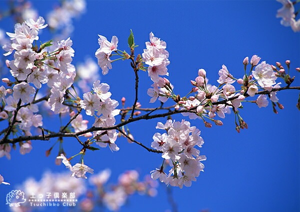接ぎ木 ソメイヨシノ 桜の 苗木 桜 染井吉野 そめいよしの 接ぎ木 12cm