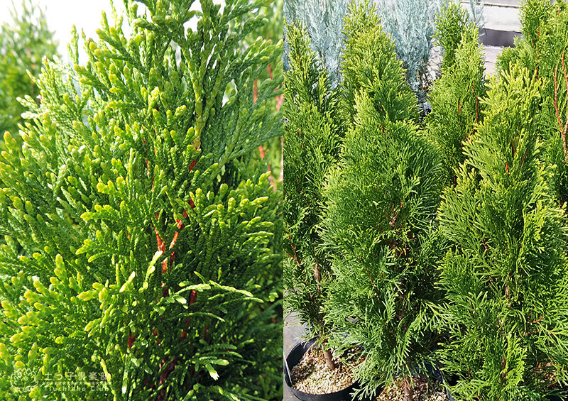 コニファー 『 エメラルド （ スマラグド ） 』 15cmポット苗 【 送料