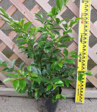 ルディ　ヒサカキ　特大苗 ヒサカキ 15cmポット苗 | 五十音順（品種名）,［ハ］行 | 【公式】土っ