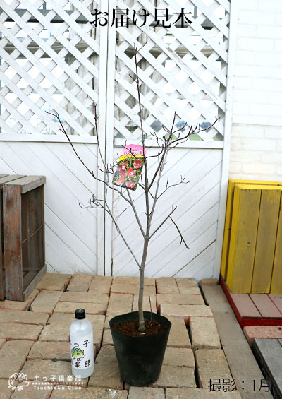 ハナミズキ 『 チェロキーサンセット 』 斑入り葉 18cmポット苗 | 五十