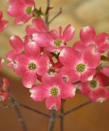 ハナミズキ 『 チェロキーサンセット 』 斑入り葉 18cmポット苗 | 五十