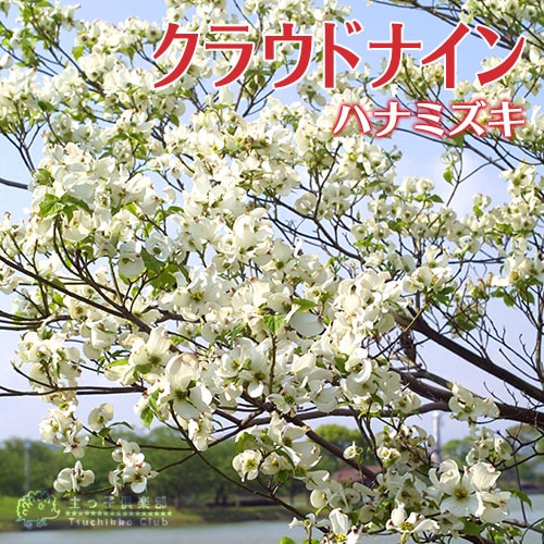 ハナミズキ 『 クラウドナイン 』 13.5cmポット苗 | 五十音順（品種名