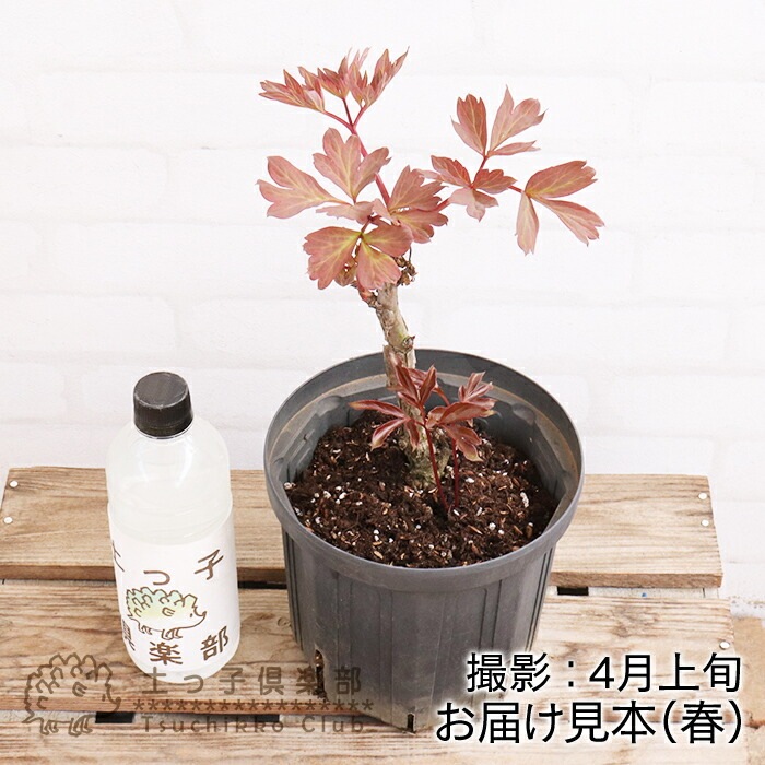 牡丹の苗木 黄冠 鉢ごと発送 牡丹（ボタン）：黄冠（オウカン）3～4年生苗8号鉢植え の通販
