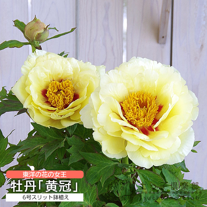 牡丹『 黄冠 』 6号スリット鉢植え（ 黄ボタン ） | 五十音順