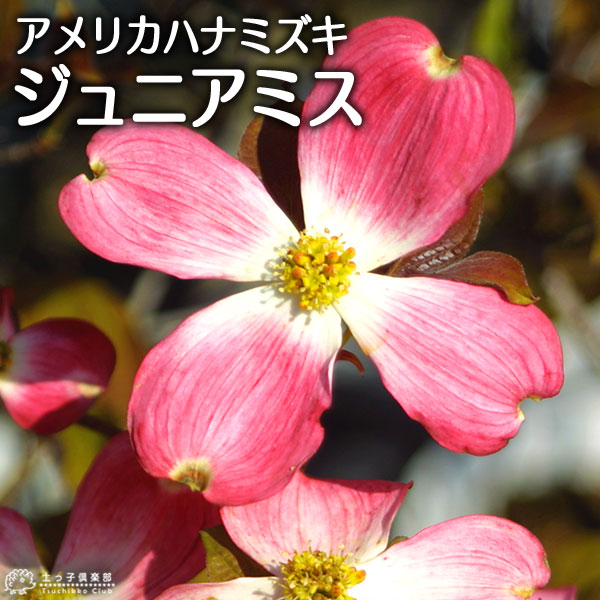 ハナミズキ 『 ジュニアミス 』 18cmポット苗 | 五十音順（品種名