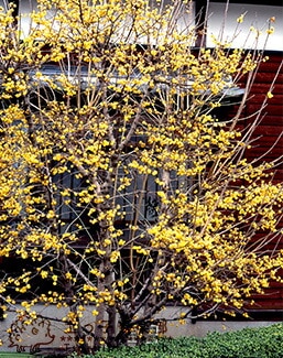 満月蝋梅 （ まんげつろうばい ） 5号鉢植え 【 送料無料 】 【 2個