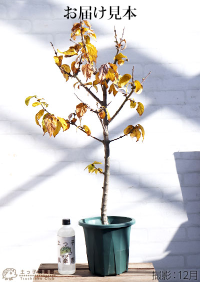 香る花木 『 満月ロウバイ（ マンゲツロウバイ ） 』 7号鉢植え 接ぎ木