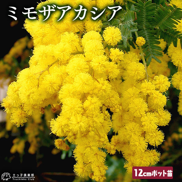 五十音順（品種名）,［マ］行 | 【公式】土っ子倶楽部オンライン