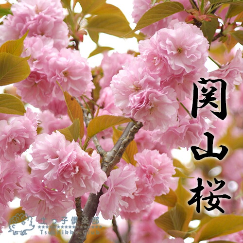 桜 『 関山 （ かんざん ）』 接ぎ木 10.5cmポット 苗木 | 苗の種類