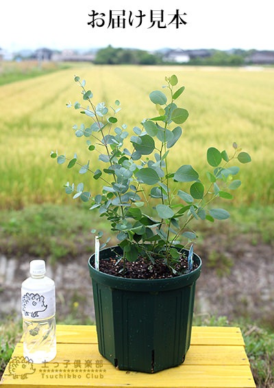 【yaapa】白鉢付＊ポポラス、グニー(100cm前後) 楽天市場】100cm（種類（植物）ユーカリ）（植木｜ガーデニング