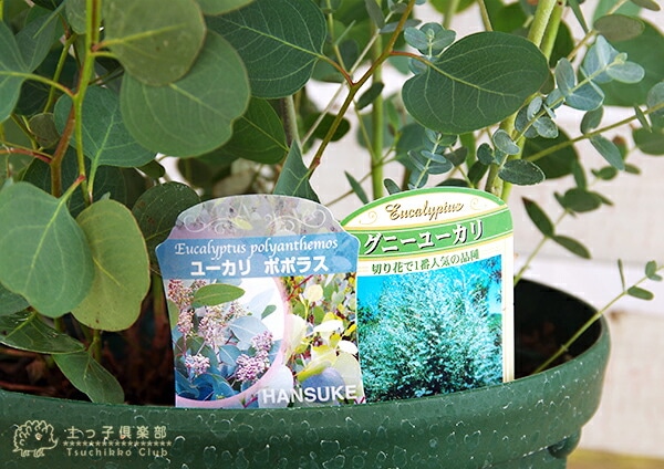 ユーカリ 2品種植え （ ポポラス ＆ グニー）8号スリット鉢 | 用途