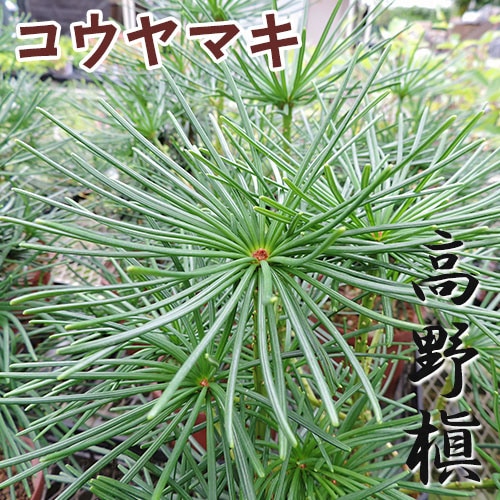 コウヤマキ （ 高野槇 ） 6号スリット鉢植え | 五十音順（品種名