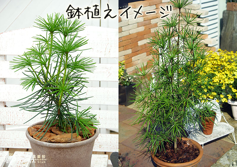 コウヤマキ （ 高野槇 ） 6号スリット鉢植え | 五十音順（品種名