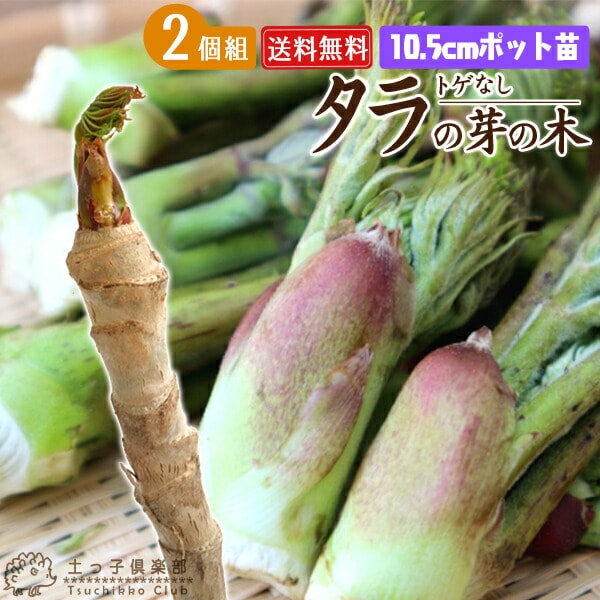 特大苗】玉ゴジラ アリオカルプス 接ぎ木 抜き苗発送 国内繁殖苗 2025