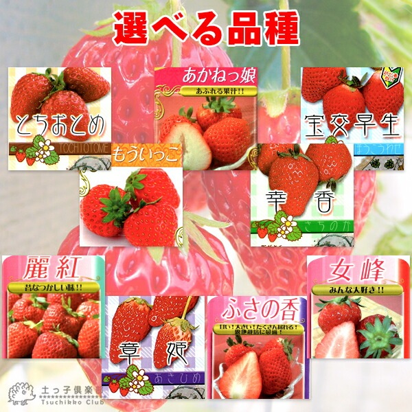 イチゴ （ いちご苗 ） 9cmポット苗 【 2個セット 】 【 選べる