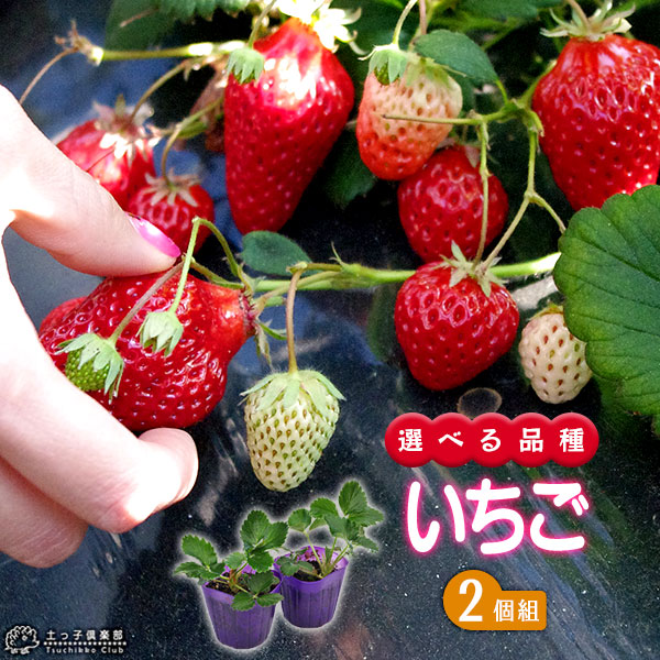いちご苗　福王　３寸60個セット　　ポットまま発送　イチゴ苗 いちご苗 福王 3寸60個セット ポットまま発送 イチゴ苗 果菜