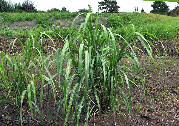 和三盆 サトウキビ （ 竹糖 ） 10.5cmポット苗 | 五十音順（品種名