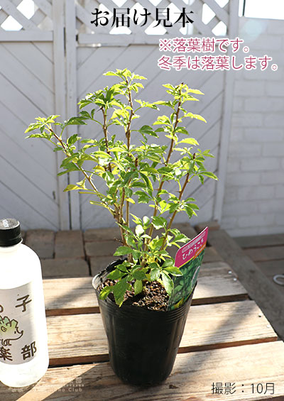 食用　姫ウコギ若葉　抗酸化食品ま♪　グルメ高級食材　健康食品　苗木五本5000円 ウコギ 『 ヒメウコギ 』 12cmポット苗木 | その他 | 【公式】土っ子