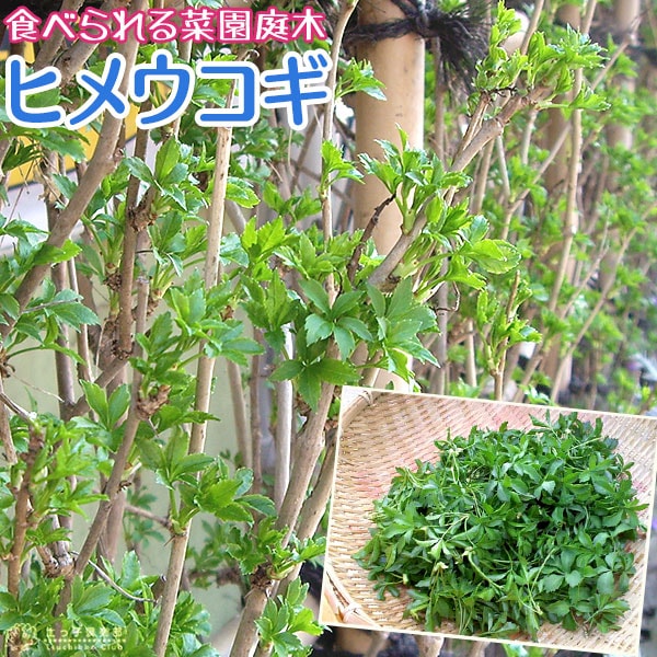 nanairo　ひめうこぎ苗木25本➕3本、新芽20本 imgrc0074119049.jpg