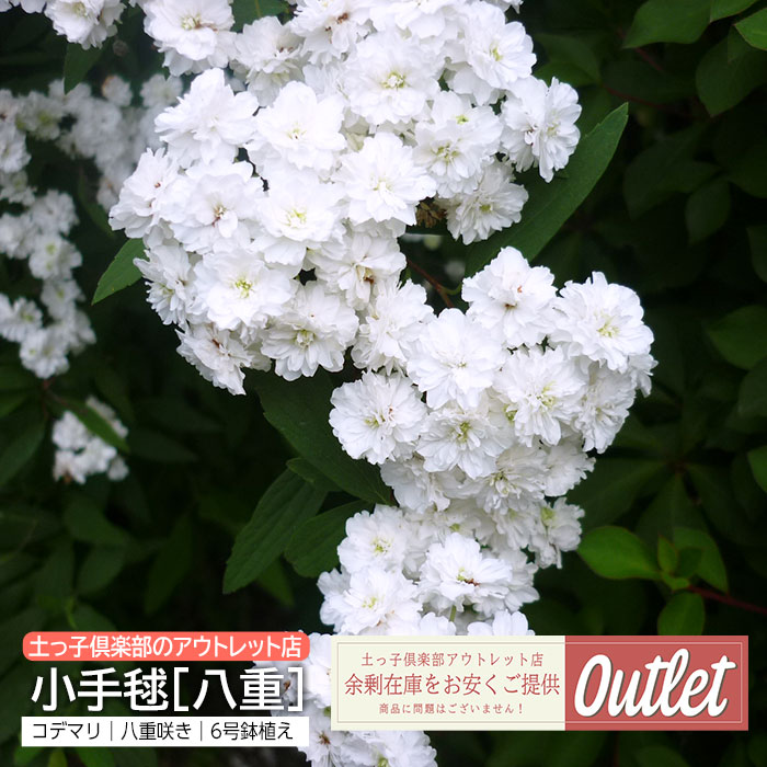 アウトレット コデマリ 小手毬 八重咲き 15cm鉢植え | アウトレット店