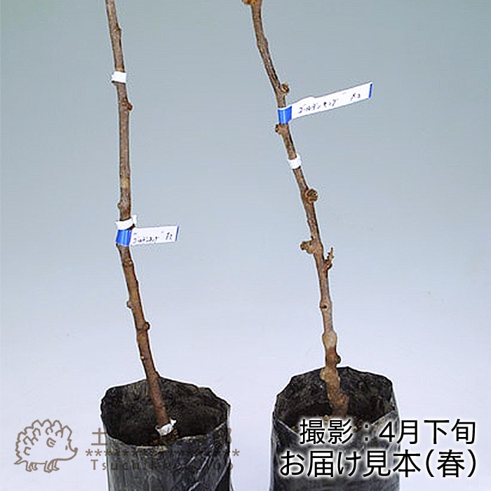 hakuyo キウイつる 160サイズ hakuyo キウイつる 160サイズ hakuyo キウイつる 160サイズ 別