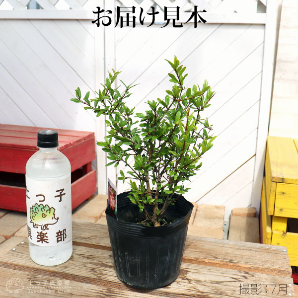 花ざくろ（一才ザクロ・姫ザクロ） 12cmポット苗 | 五十音順（品種名