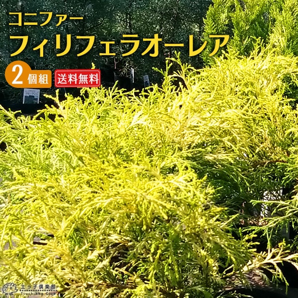 豪華で新しい コニファー 送料 【 15cmポット苗 』 フィリフェラオーレア 『 コニファー・針葉樹